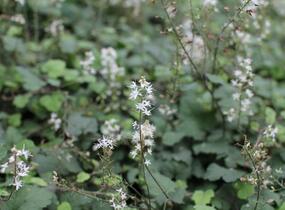 Mitrovnička srdcolistá 'Moorgruen' - Tiarella cordifolia 'Moorgruen'