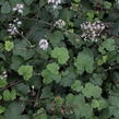 Mitrovnička srdcolistá 'Moorgruen' - Tiarella cordifolia 'Moorgruen'