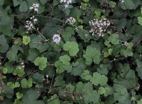Mitrovnička srdcolistá 'Moorgruen' - Tiarella cordifolia 'Moorgruen'