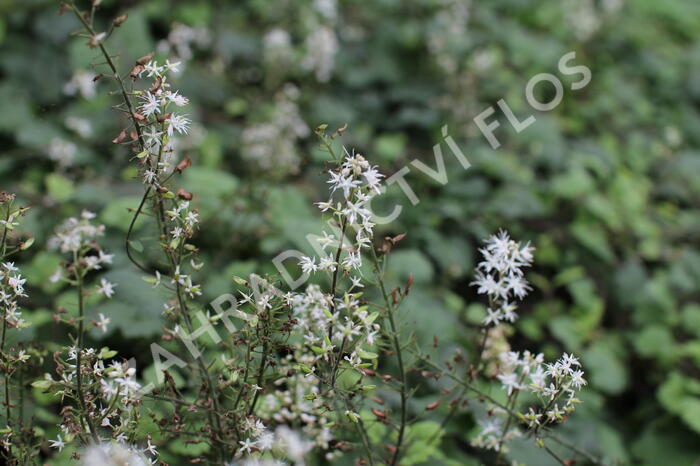 Mitrovnička srdcolistá 'Moorgruen' - Tiarella cordifolia 'Moorgruen'