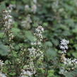 Mitrovnička srdcolistá 'Moorgruen' - Tiarella cordifolia 'Moorgruen'