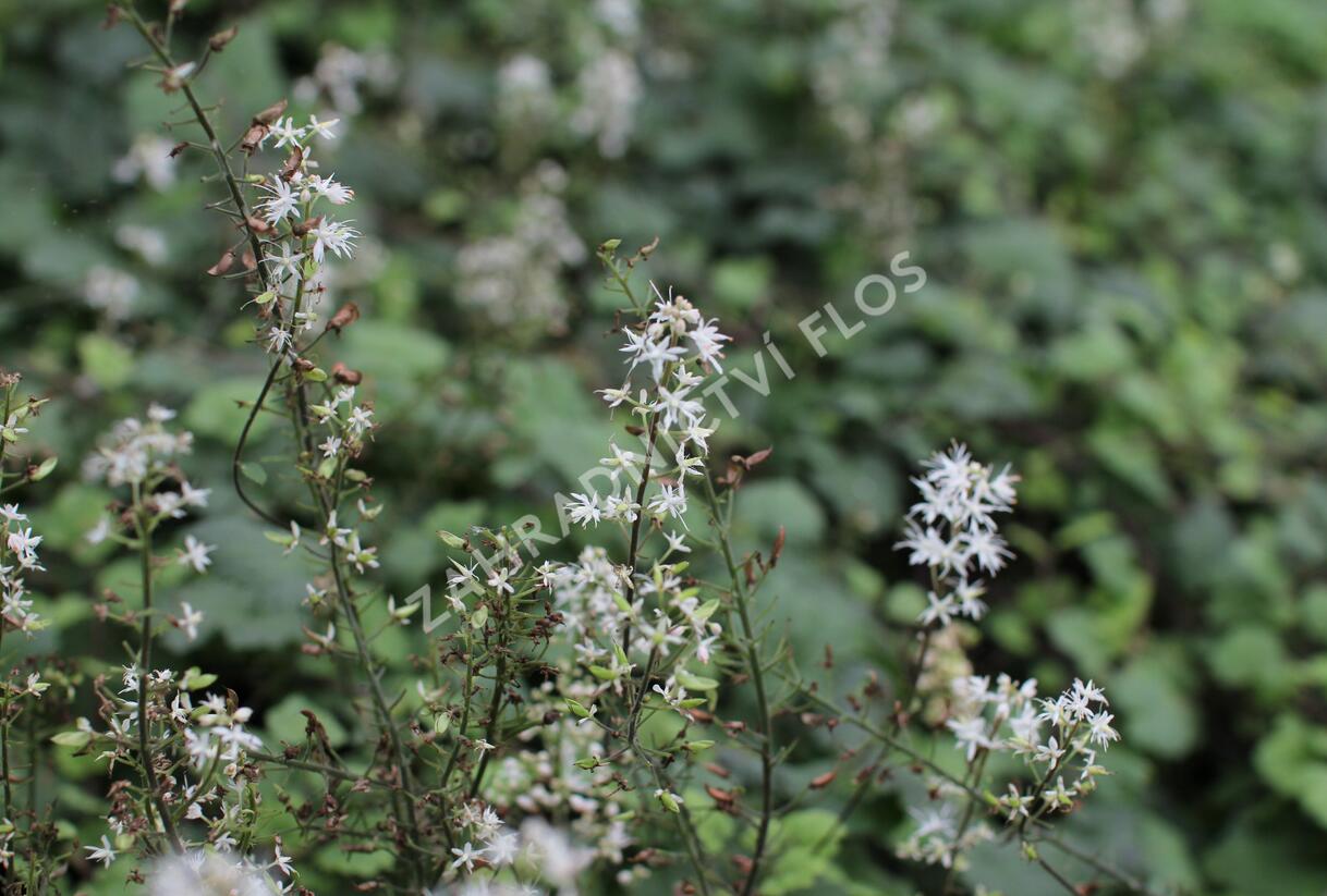 Mitrovnička srdcolistá 'Moorgruen' - Tiarella cordifolia 'Moorgruen'