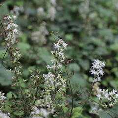 Mitrovnička srdcolistá 'Moorgruen' - Tiarella cordifolia 'Moorgruen'