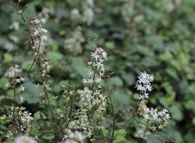 Mitrovnička srdcolistá 'Moorgruen' - Tiarella cordifolia 'Moorgruen'