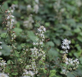 Mitrovnička srdcolistá 'Moorgruen' - Tiarella cordifolia 'Moorgruen'