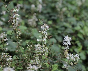 Mitrovnička srdcolistá 'Moorgruen'