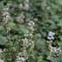 Tiarella cordifolia 'Moorgruen'.JPG
