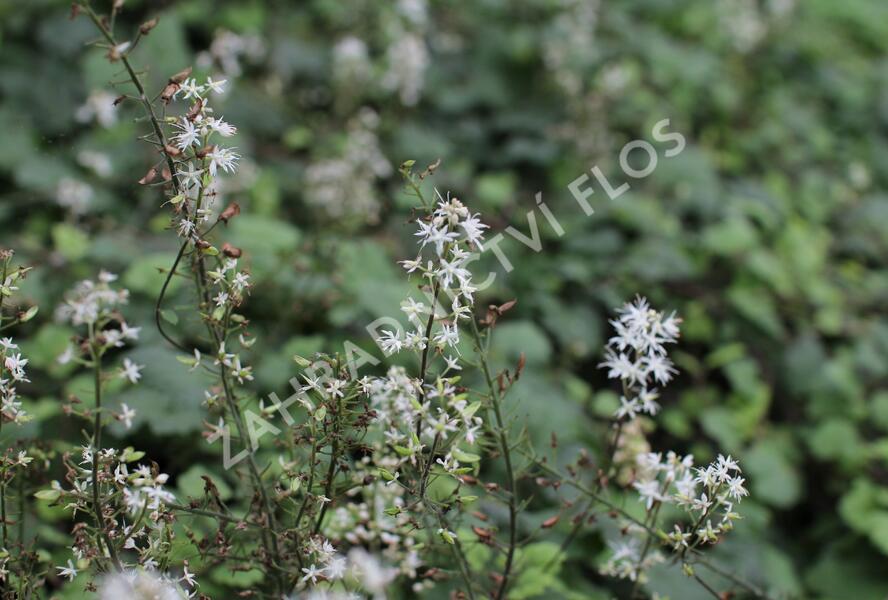 Mitrovnička srdcolistá 'Moorgruen' - Tiarella cordifolia 'Moorgruen'