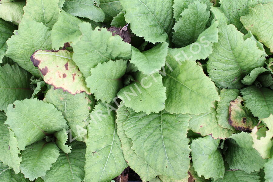 Prvosenka japonská 'Millers Crimson' - Primula japonica 'Millers Crimson'