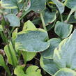 Bohyška 'Aureomarginata' - Hosta fortunei 'Aureomarginata'