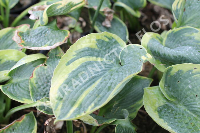 Bohyška 'Aureomarginata' - Hosta fortunei 'Aureomarginata'