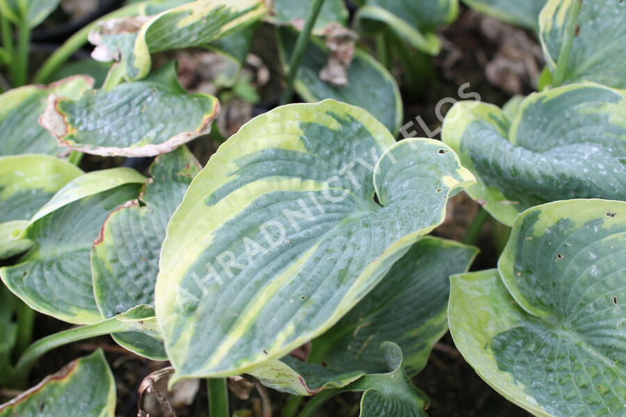 Bohyška 'Aureomarginata' - Hosta fortunei 'Aureomarginata'