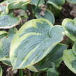 Bohyška 'Aureomarginata' - Hosta fortunei 'Aureomarginata'