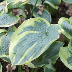 Bohyška 'Aureomarginata' - Hosta fortunei 'Aureomarginata'