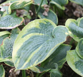 Bohyška 'Aureomarginata' - Hosta fortunei 'Aureomarginata'