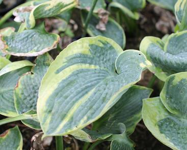 Bohyška 'Aureomarginata'