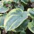 Hosta fortunei 'Aureomarginata'.JPG