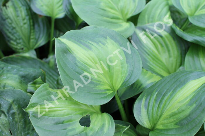 Bohyška 'Avocado' - Hosta 'Avocado'