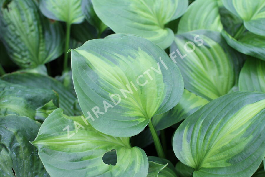 Bohyška 'Avocado' - Hosta 'Avocado'