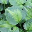 Bohyška 'Avocado' - Hosta 'Avocado'