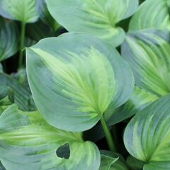Bohyška 'Avocado' - Hosta 'Avocado'