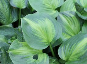 Bohyška 'Avocado' - Hosta 'Avocado'