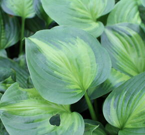 Bohyška 'Avocado' - Hosta 'Avocado'