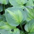 Hosta 'Avocado'.JPG