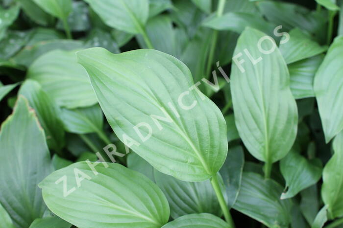 Bohyška elata - Hosta elata