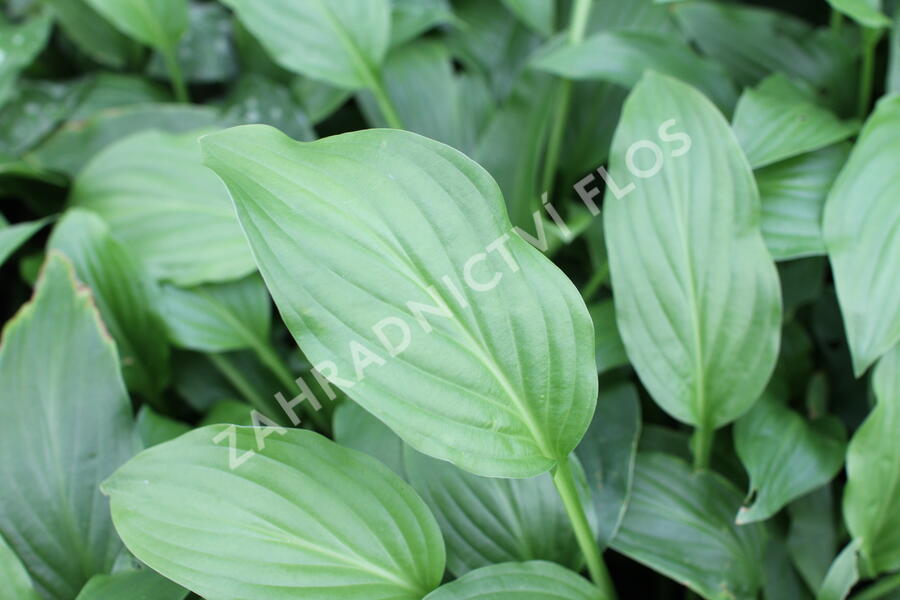 Bohyška elata - Hosta elata