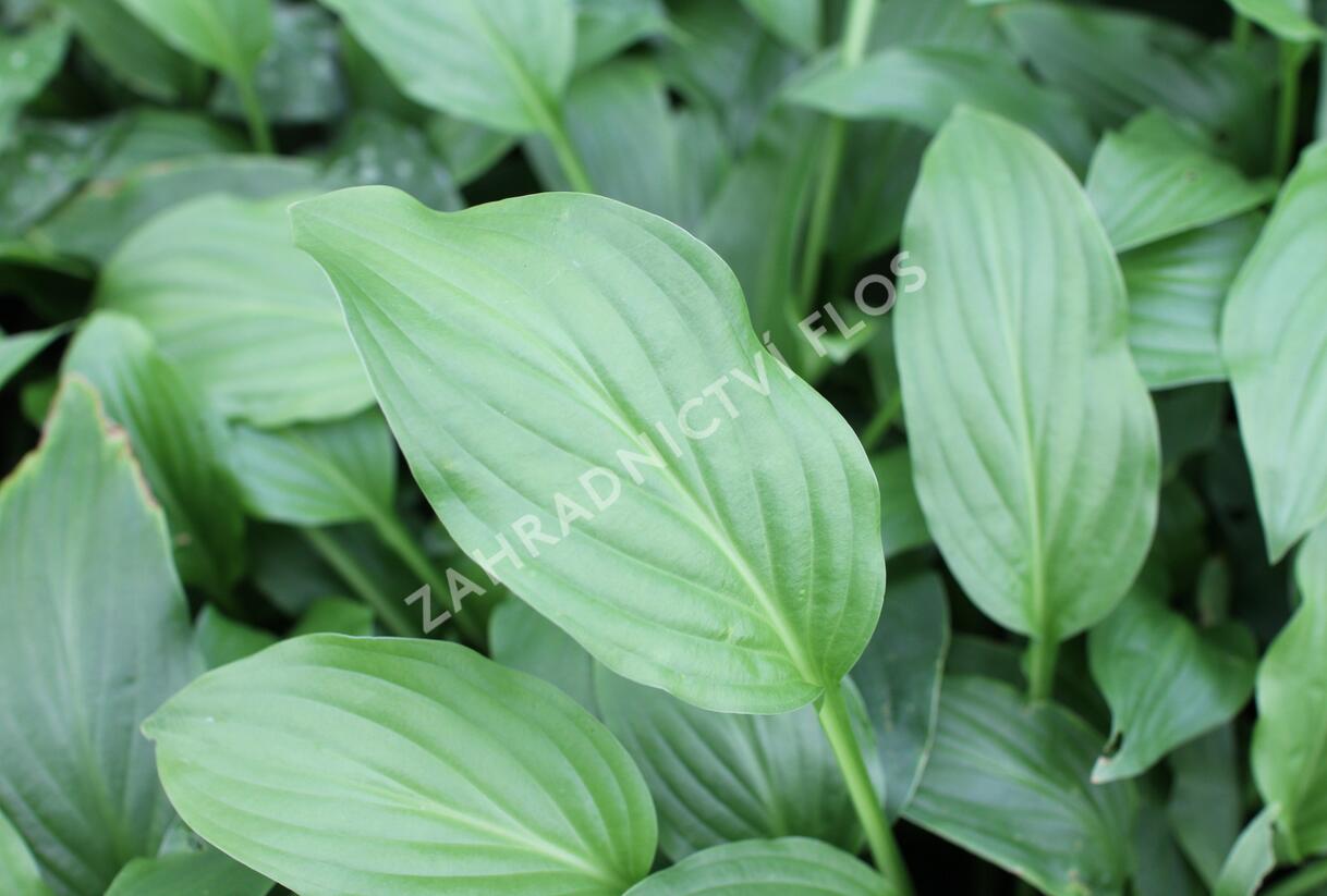 Bohyška elata - Hosta elata