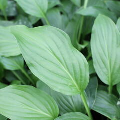 Bohyška elata - Hosta elata