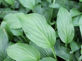 Bohyška elata - Hosta elata