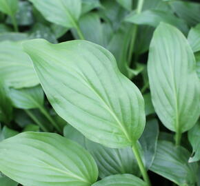 Bohyška elata - Hosta elata