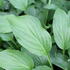 Hosta elata.JPG