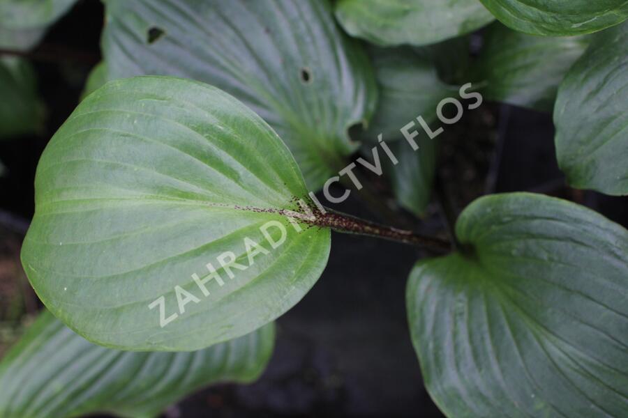 Bohyška 'Goosberry Sundae' - Hosta 'Goosberry Sundae'