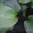 Bohyška 'Goosberry Sundae' - Hosta 'Goosberry Sundae'