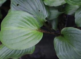 Bohyška 'Goosberry Sundae' - Hosta 'Goosberry Sundae'