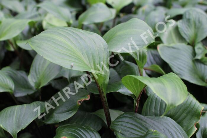 Bohyška 'Goosberry Sundae' - Hosta 'Goosberry Sundae'