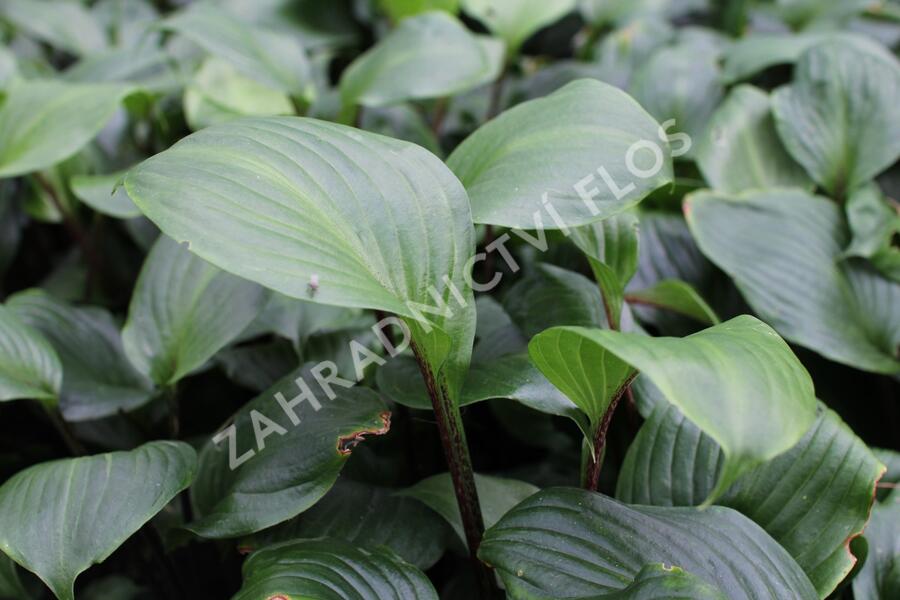 Bohyška 'Goosberry Sundae' - Hosta 'Goosberry Sundae'