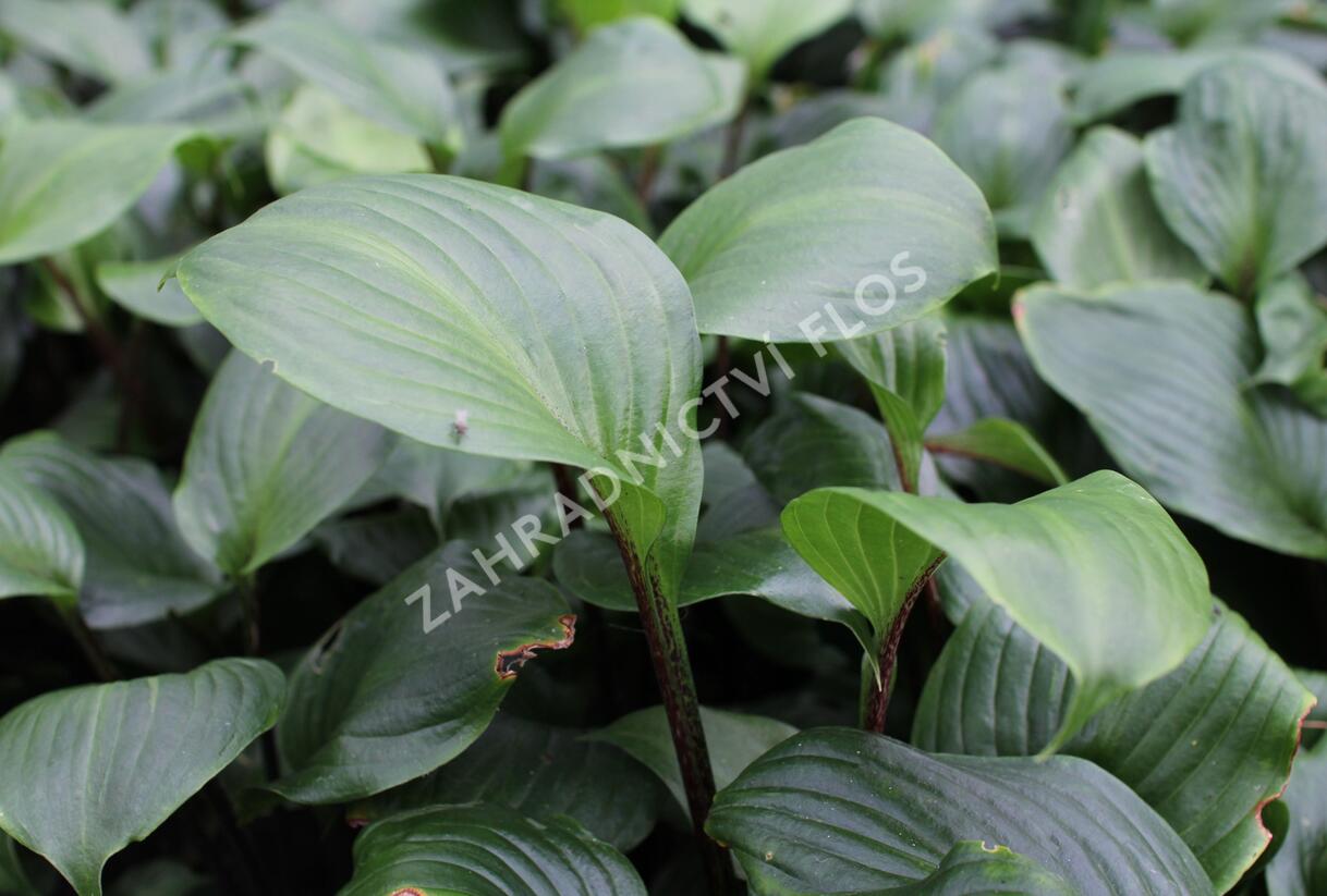 Bohyška 'Goosberry Sundae' - Hosta 'Goosberry Sundae'