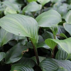 Bohyška 'Goosberry Sundae' - Hosta 'Goosberry Sundae'