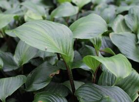 Bohyška 'Goosberry Sundae' - Hosta 'Goosberry Sundae'