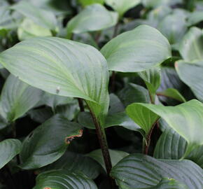 Bohyška 'Goosberry Sundae' - Hosta 'Goosberry Sundae'