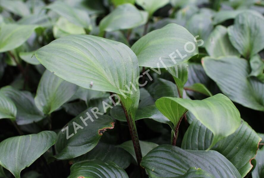 Bohyška 'Goosberry Sundae' - Hosta 'Goosberry Sundae'