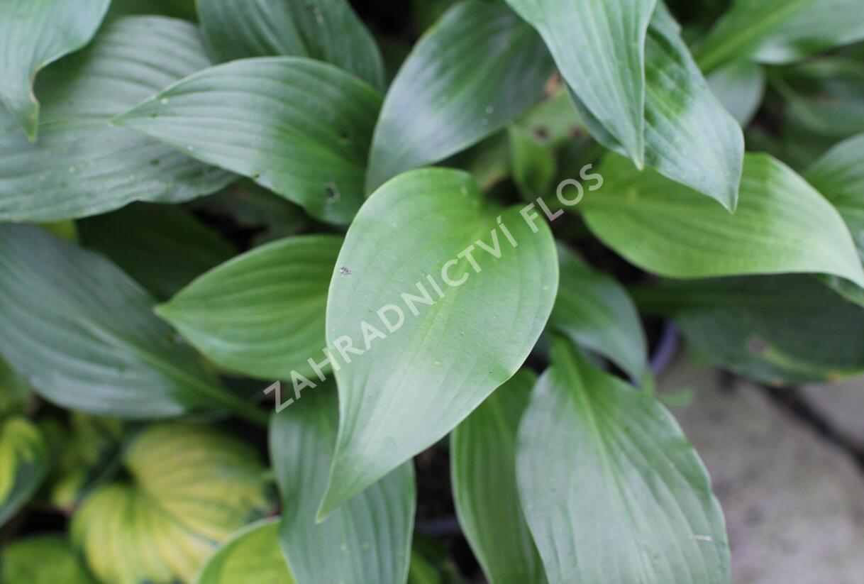 Bohyška vlnitolistá - Hosta undulata