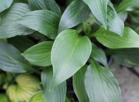 Bohyška vlnitolistá - Hosta undulata