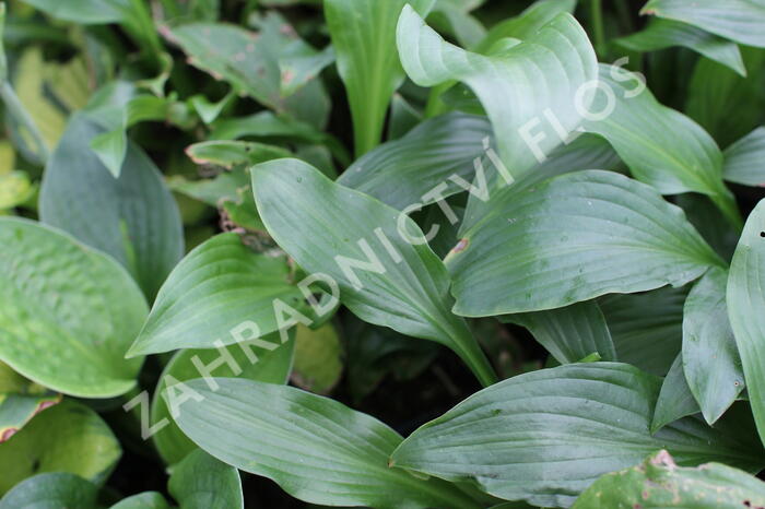 Bohyška vlnitolistá - Hosta undulata