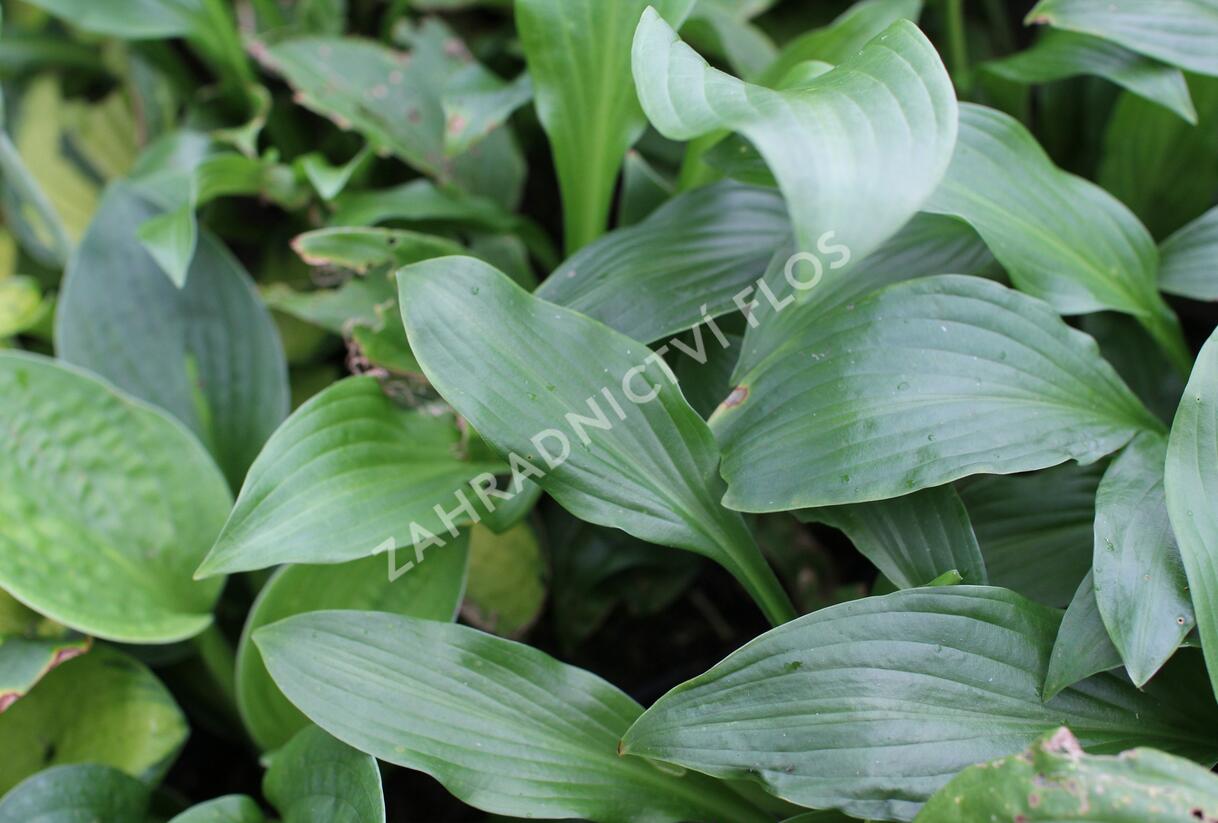 Bohyška vlnitolistá - Hosta undulata