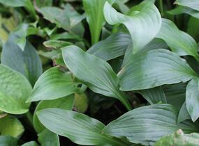 Bohyška vlnitolistá - Hosta undulata